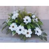 STROIK MAGNOLIA M DALIA