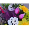 STROIK ŻONKIL TULIPAN N0224/2
