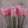 TULIPAN POJEDYNCZY 1.454