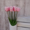 TULIPAN POJEDYNCZY 1.454