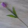 TULIPAN POJEDYNCZY 1.454