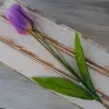 TULIPAN POJEDYNCZY 1.454