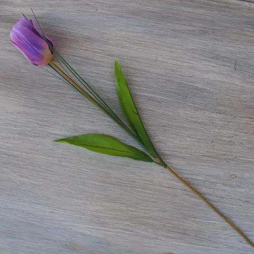 TULIPAN POJEDYNCZY 1.454